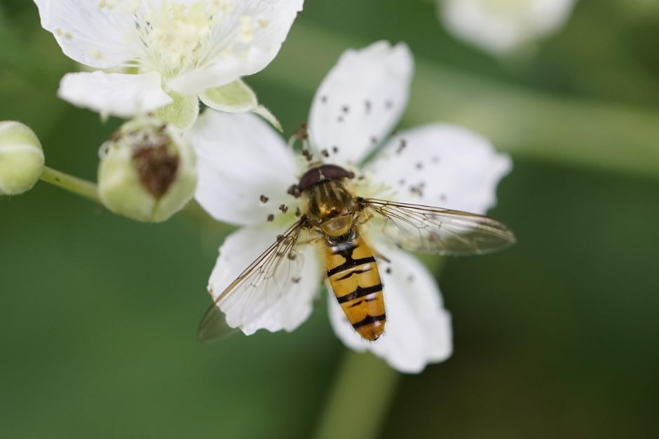 Be a hoverfly hero!