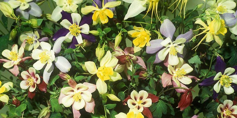 Buy aquilegias from RHSplants.co.uk