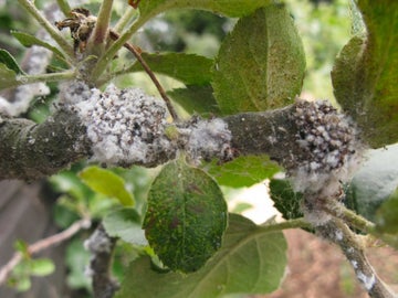 Woolly aphid: Identification, Care & Tips | RHS Advice