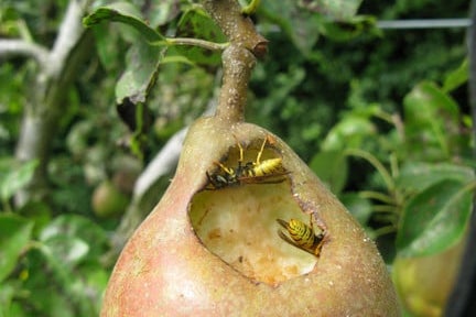 How to grow pears | RHS Guide