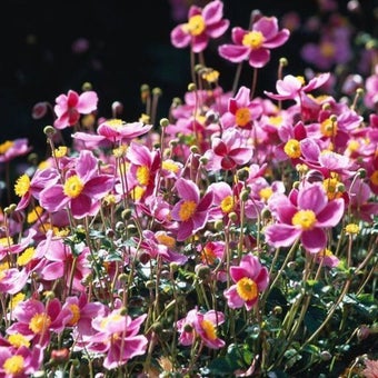Plants to attract pollinators in partial shade: red and pink