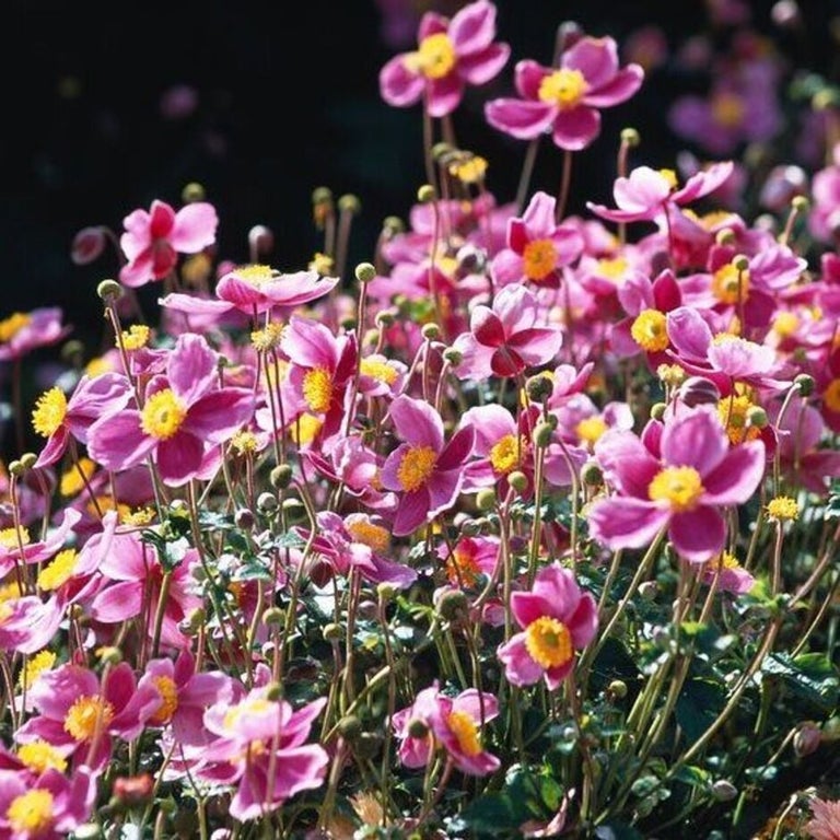 Plants to attract pollinators in partial shade: red and pink