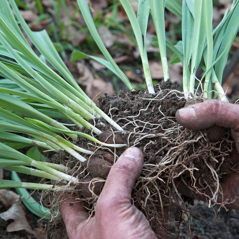 Bulbs: Propagation Methods | RHS Advice