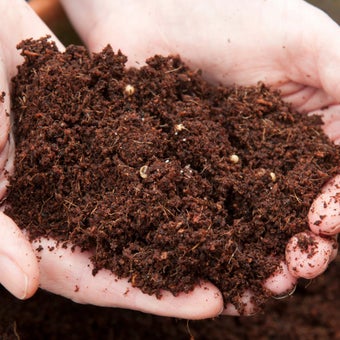 Peat-free compost choices