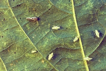 Glasshouse leafhopper