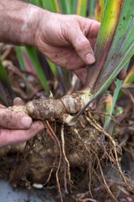 Dividing bearded iris. Credit: RHS/Sarah Cuttle