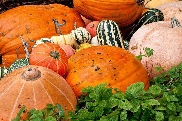 Buy pumpkins at RHSplants.co.uk
