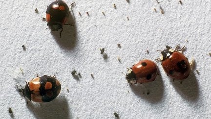 Lady Bird Insect Inide Ladybirds: Identification & Control | RHS Advice