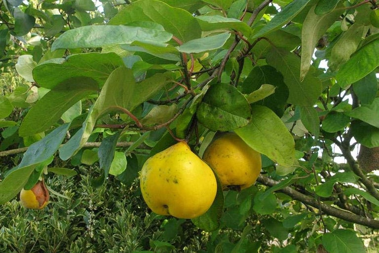 Buy quince at RHSplants.co.uk