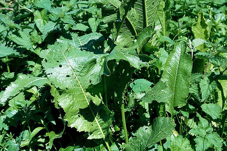 Buy horseradish at RHSplants.co.uk
