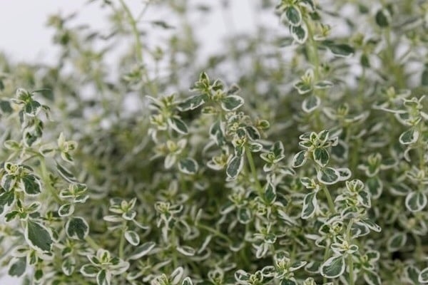 ‘Sparkling Bright’