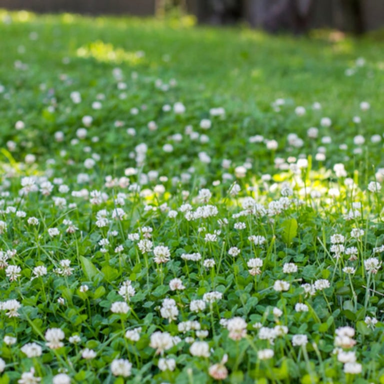 Clover in lawns