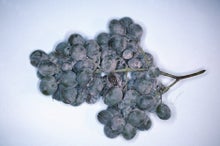 Grapevine New Disease Report by RHS Scientists