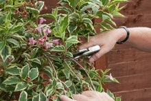 RHS guide to pruning standards