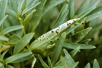 Antirrhinum rust