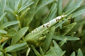 Rust diseases: Symptoms & Control | RHS Advice