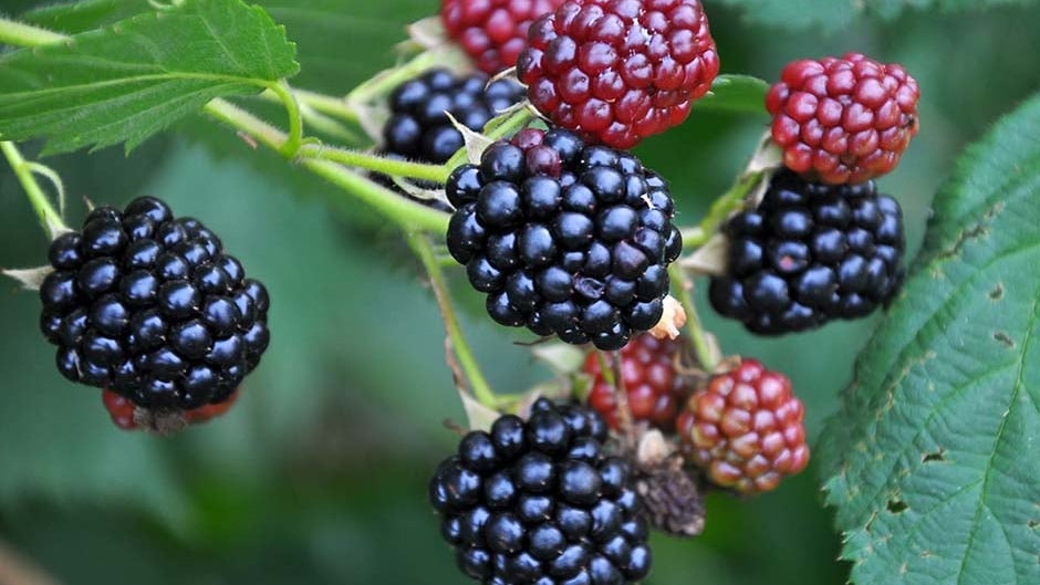 Different Brambles Brambles | RHS Advice