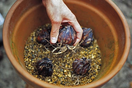 Lilies: growing in containers