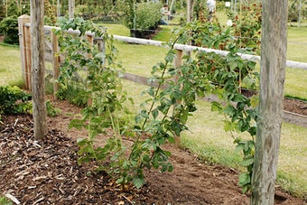 Blackberry and hybrid berry: pruning and training