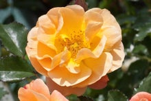 Shrubs and climbers for seasonally wet and dry soils