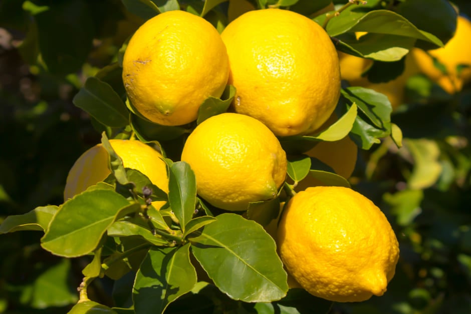 <em>Citrus</em> x<i> limon</i> ‘Garey's Eureka'