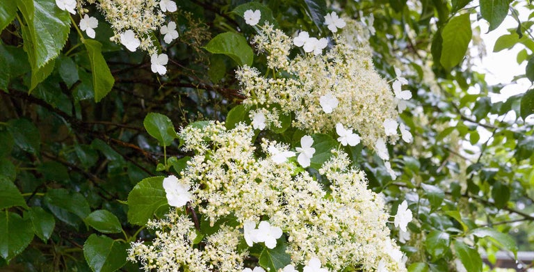 Climbing hydrangeas