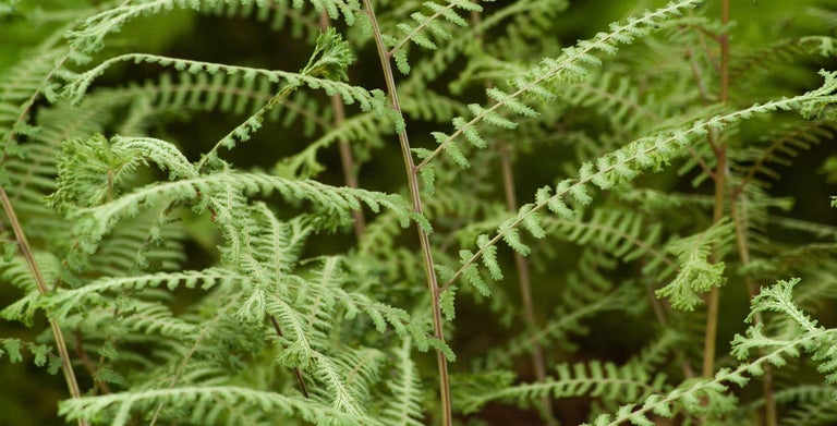 Athyrium