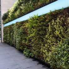 Green wall thriving in urban location