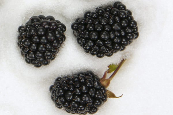 Blackberry ‘Loch Tay’ AGM