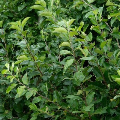 Unproductive apple trees