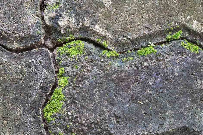 Algae and Moss on Hard Surfaces Prevention Tips | RHS Advice