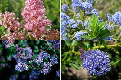 Ceanothus for colour