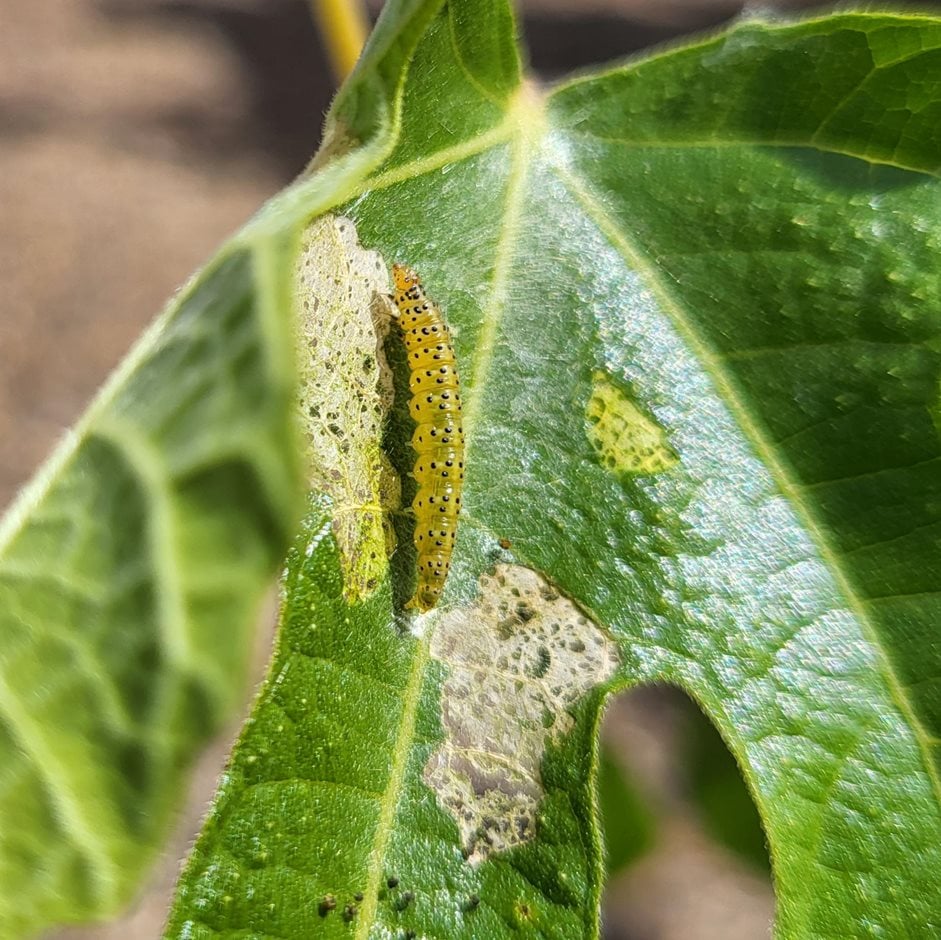 Fig leaf skeletoniser
