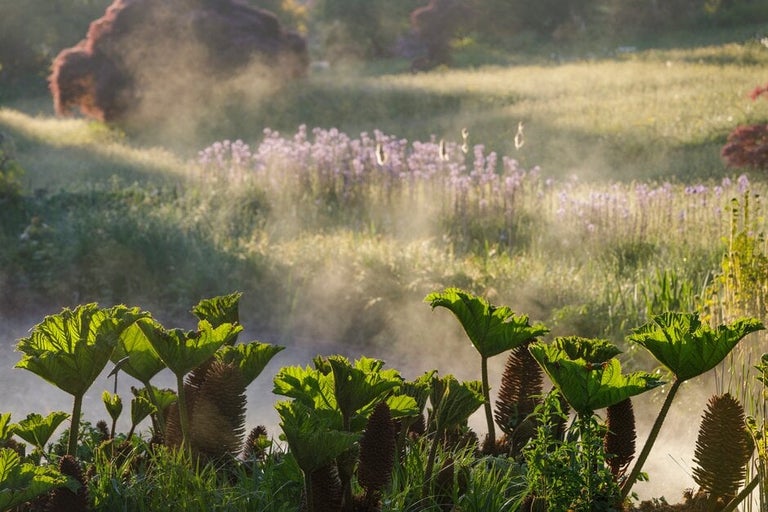 How Plants Absorb Nutrients | RHS Advice