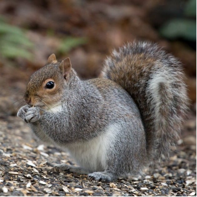 Grey squirrels
