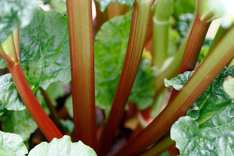 Buy rhubarb at RHSplants.co.uk