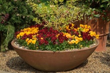How to plant up a container