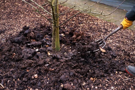 Fruit trees: feeding and mulching