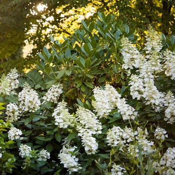 Clay soils: plants for