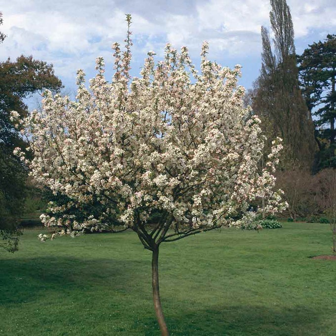 Best Pear Varieties for Your Garden | RHS Advice