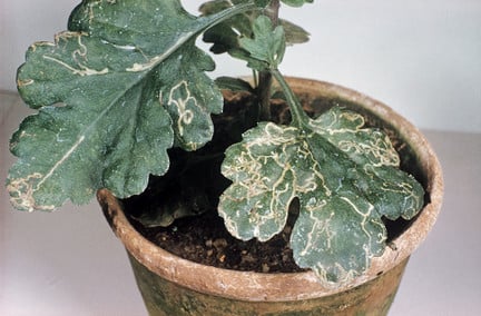 Chrysanthemum leaf miner