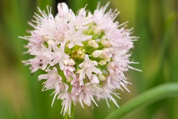 Siberian chives