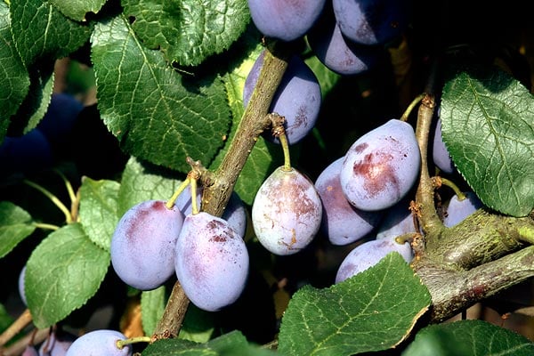 'Prune Damson' AGM