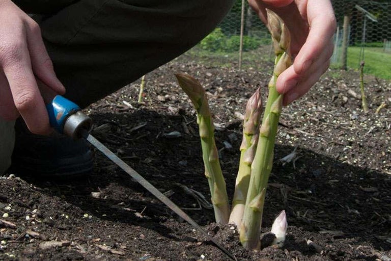 Buy asparagus at RHSplants.co.uk