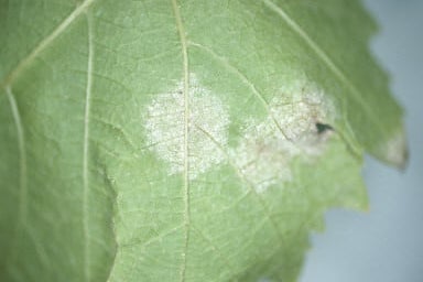 How to grow Beetroot | RHS Guide