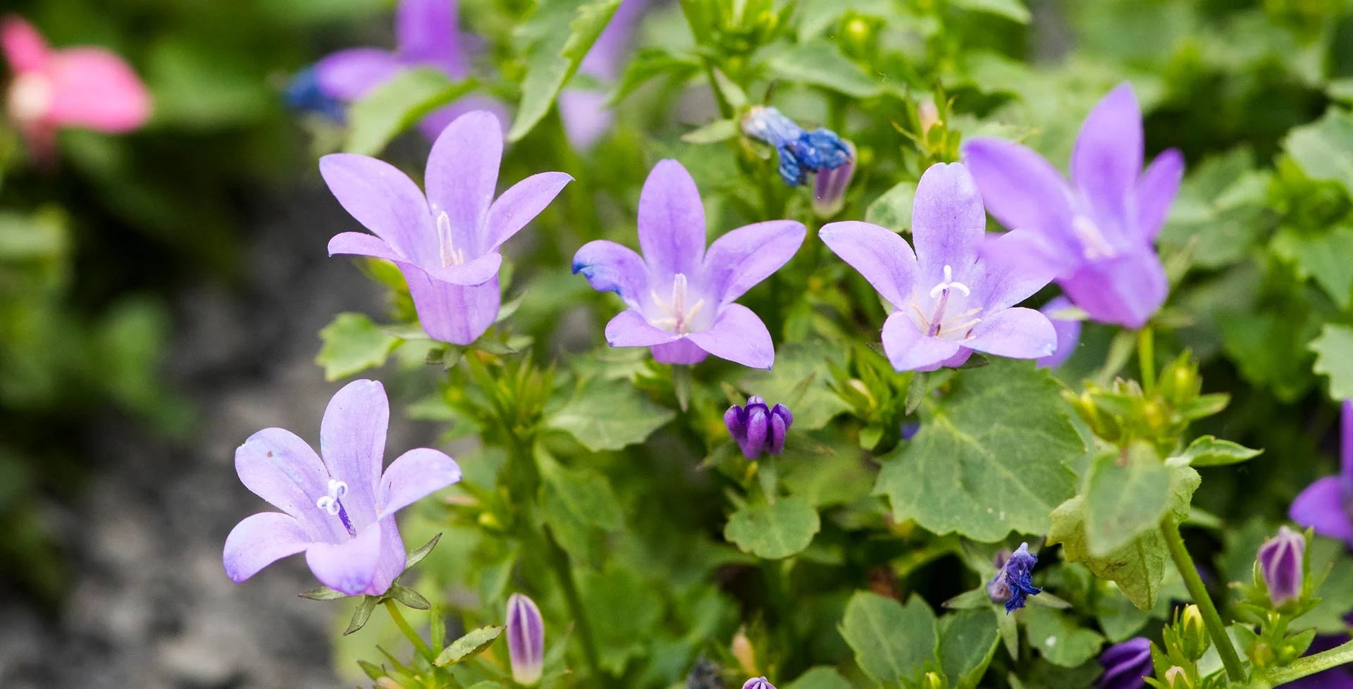 Campanula (Bellflower) / RHS Plant Guide