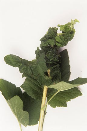 Currant aphids