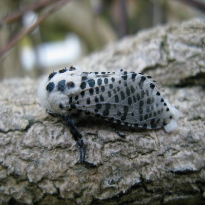 Leopard moth (<i>Zeuzera pyrina</i>)