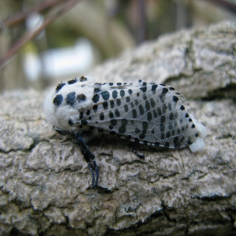 Leopard moth: Identification & Control | RHS Advice