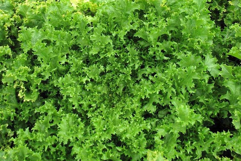 Buy endive at RHSplants.co.uk